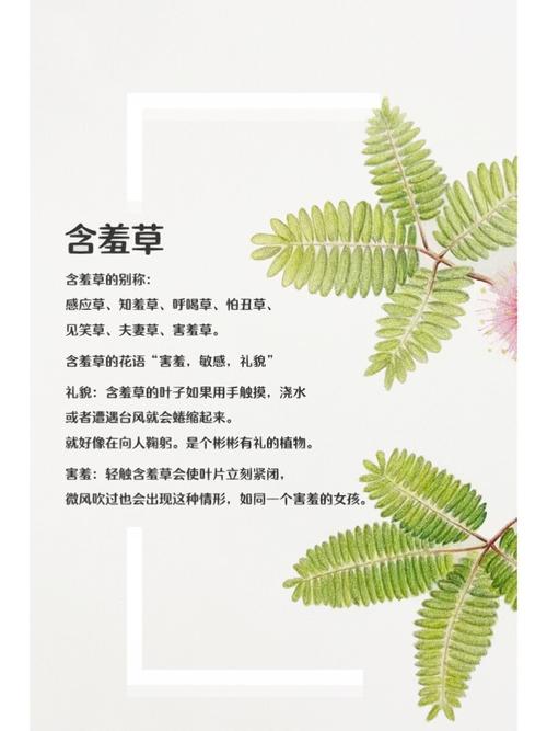艹黑丝在线观看的相关介绍